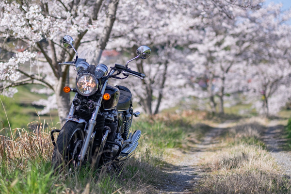 Cb1100 通勤路の桜並木 平成最後の桜とオートバイ その Cb1100と共に