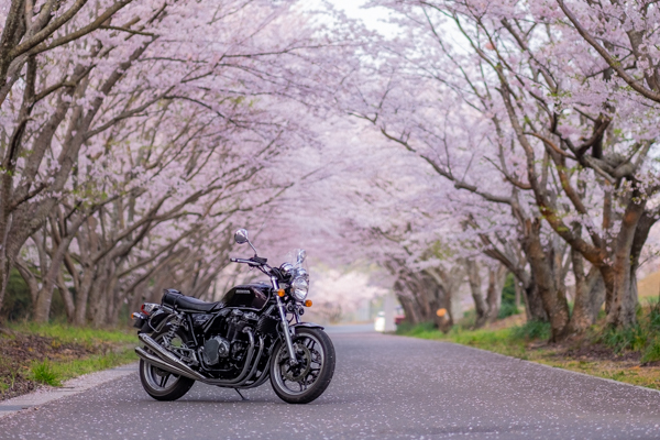 Cb1100 ありがとう 平成最後の桜とオートバイ その 最終話 Cb1100と共に